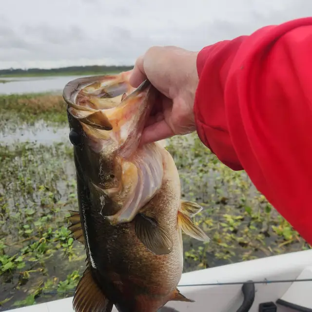Largemouth bass held up beside a grassy Florida shoreline