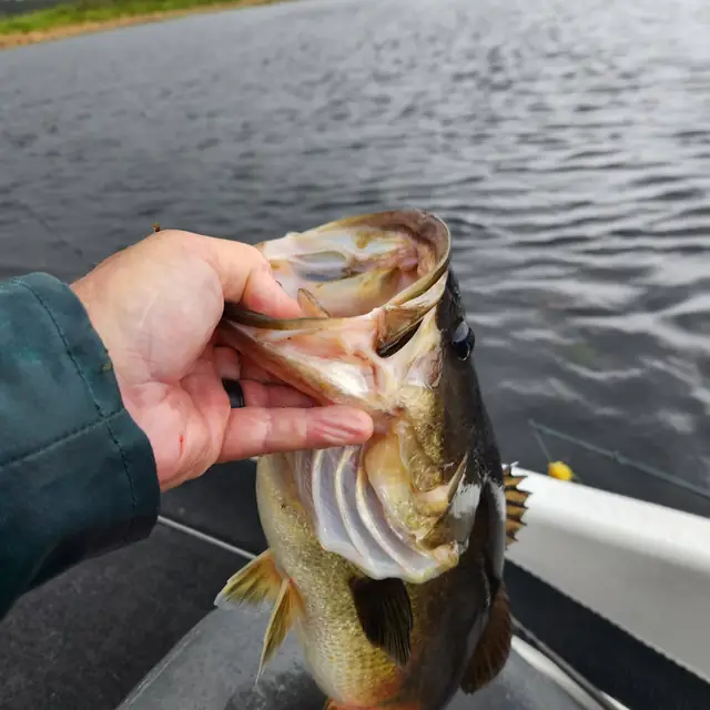 Largemouth bass lifted by the jaw over open water