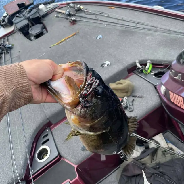 Bass held up on the deck of a bass boat