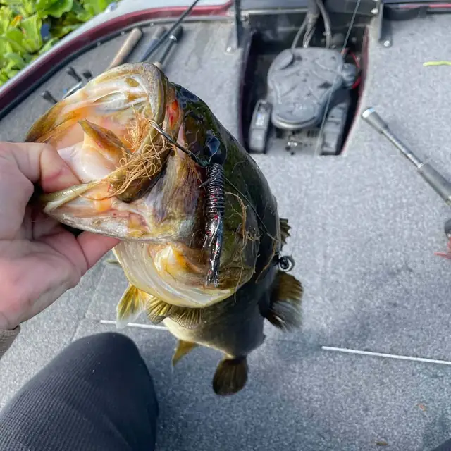 Bass held up on a boat deck beside the water